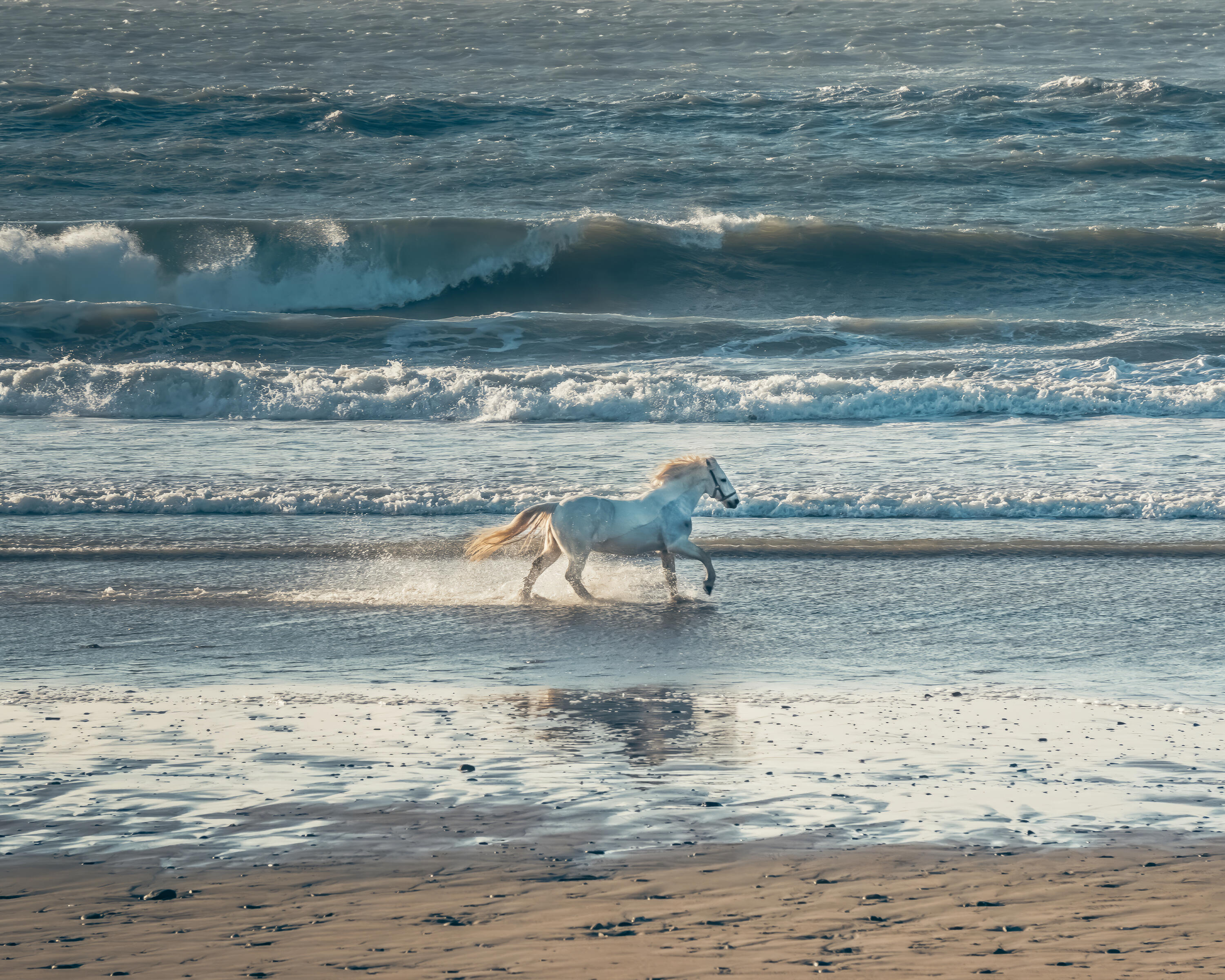 A white horse gallops through the surf at The Warren Strand near Rosscarbery, West Cork, with Atlantic waves rolling in behind.
