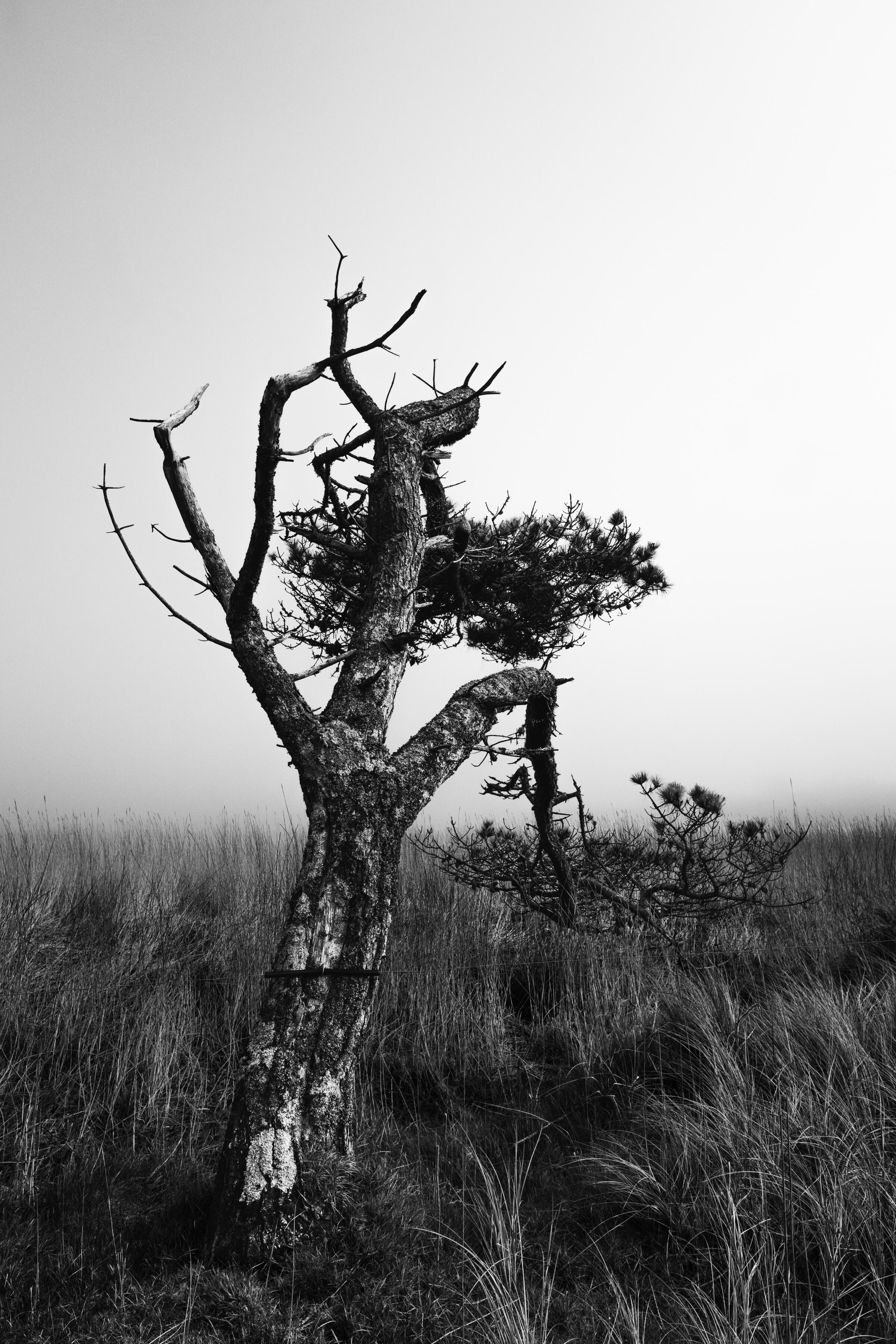 To stand quietly. The wind has shaped it. The years have taken their share. Yet it remains. No need to resist. No need to become something else. Just rooted in its place, quietly accepting the seasons as they pass. (The Long Strand West Cork)
