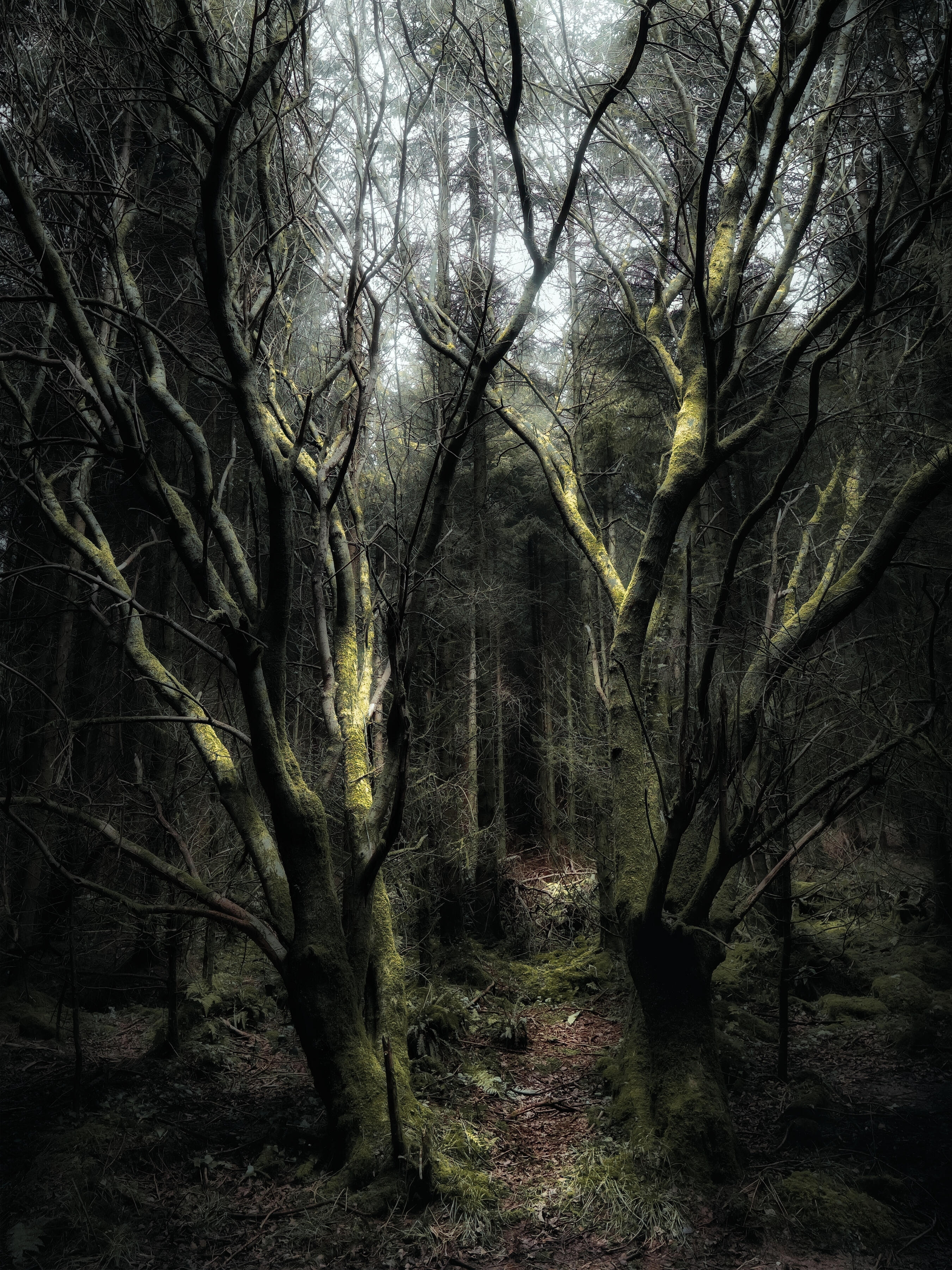 Ancient moss-covered trees in Castlefreke Woods, West Cork, Ireland, with intertwining branches creating a dark, atmospheric woodland scene.
